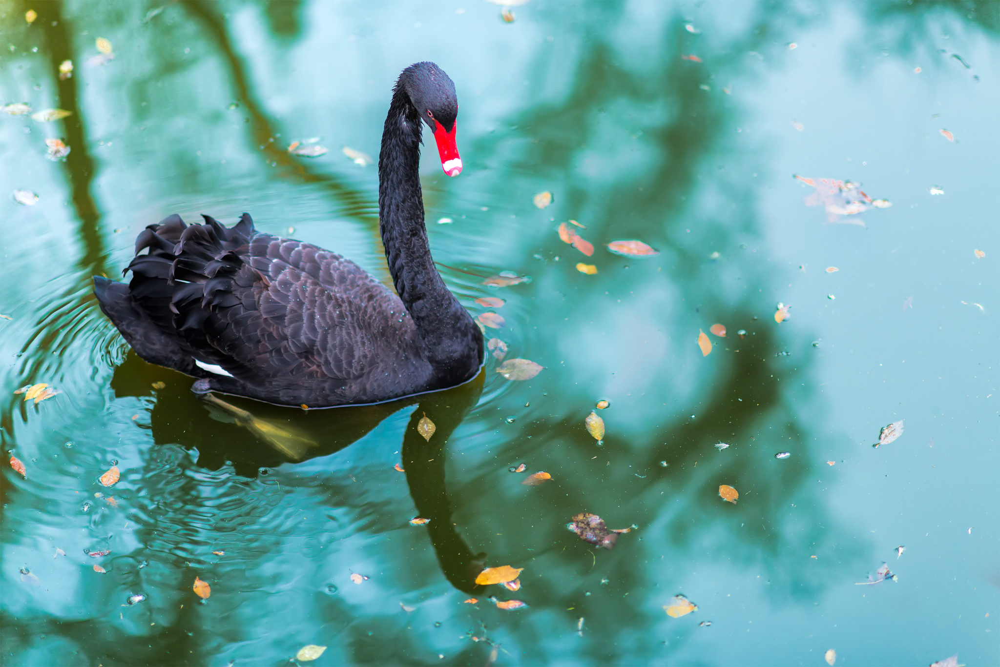 Is A Black Swan Good Luck